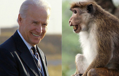 В Индии обезьяны забросали вице-президента США фруктами 