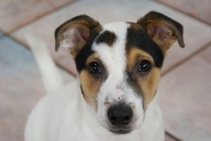 Первый в мире телеканал для собак начнет вещание в августе