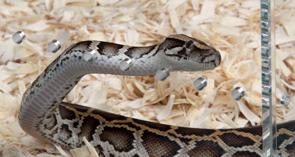 В Канаде питон задушил двоих спящих мальчиков 