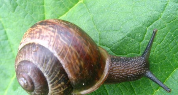 Из колена четырехлетнего мальчика неожиданно вылупилась улитка 