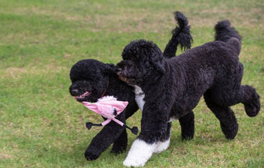 Обама завел еще одну португальскую водную собаку