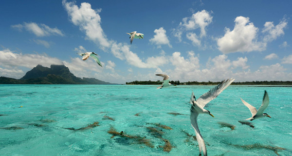 На Гавайах умерла 20-летняя девушка, на которую напала акула