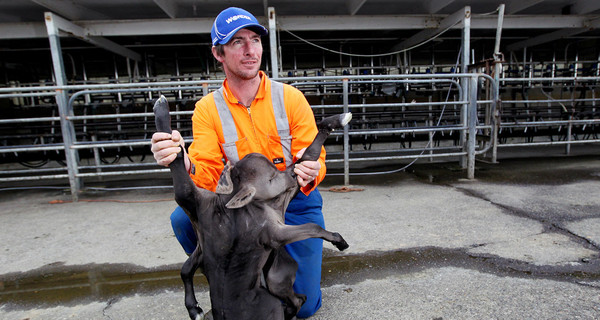 В Новой Зеландии родилось чудо с 8 ногами, 4 ушами, 2 туловищами