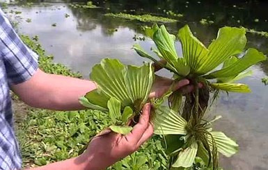 Тропические растения оккупируют Днепр