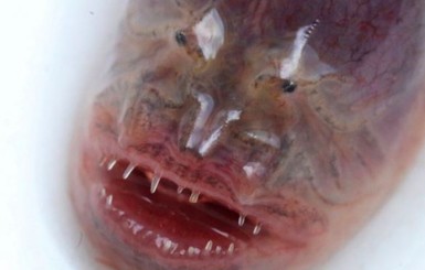 В Китае на дне озера обнаружили невиданного зубастого монстра