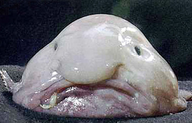 Биологи назвали самое уродливое животное на планете