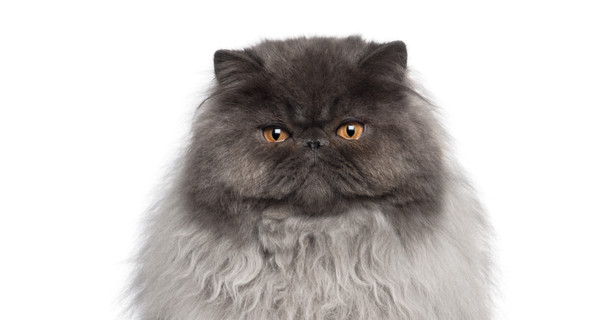 Иран собирается отправить в космос персидского кота 