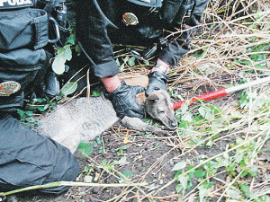 Кенгуру взяли с поличным 