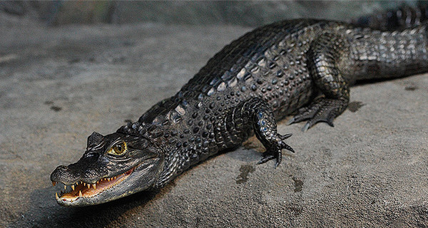 В Египте процветает массовое воровство крокодилов