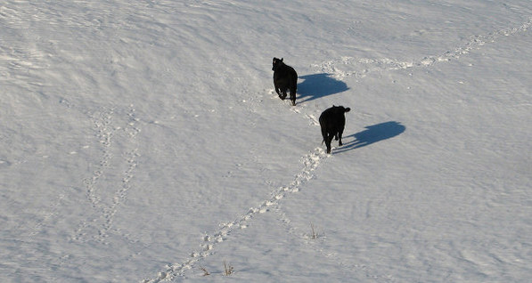Массовая гибель коров в Южной Дакоте: сообщается о смерти почти 100 тысяч животных