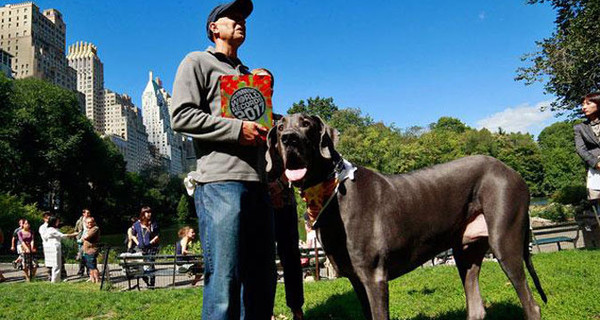 Умерла самая большая в мире собака