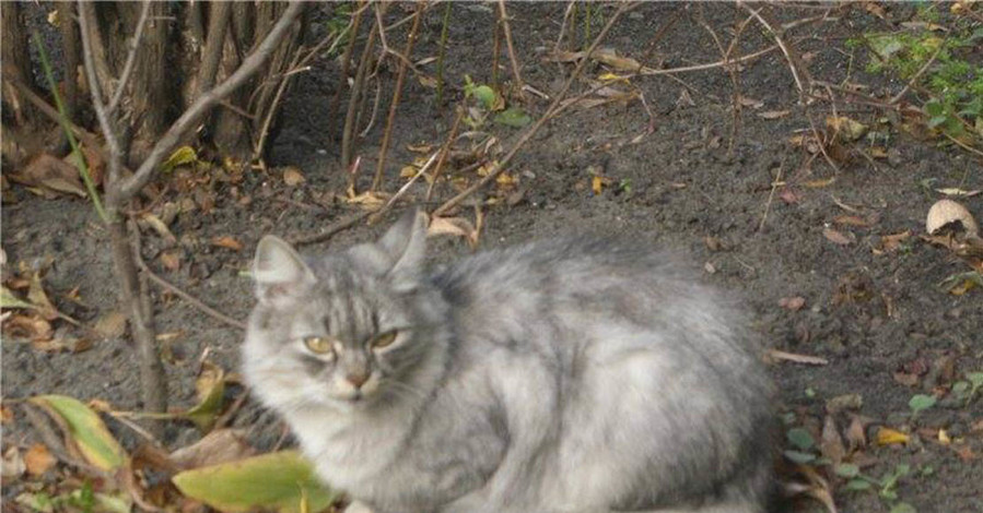 Спасатели сняли с дерева дворового кота