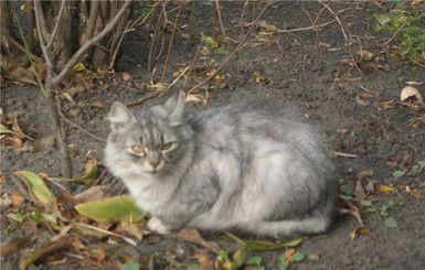 Спасатели сняли с дерева дворового кота