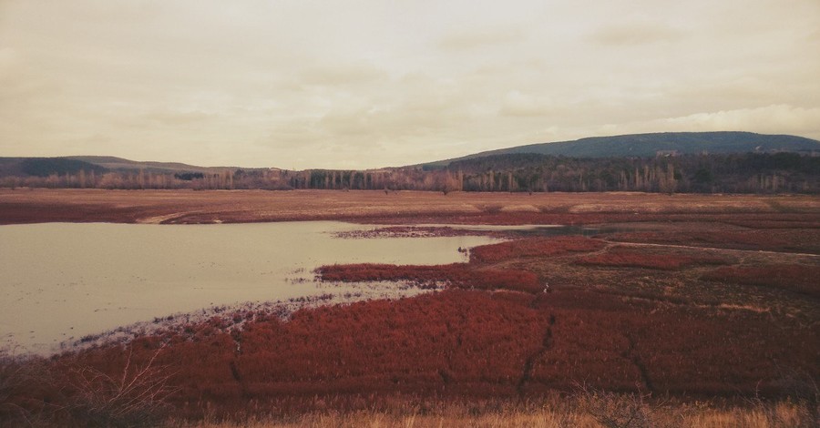 Симферопольское водохранилище поросло неведомой красной травой