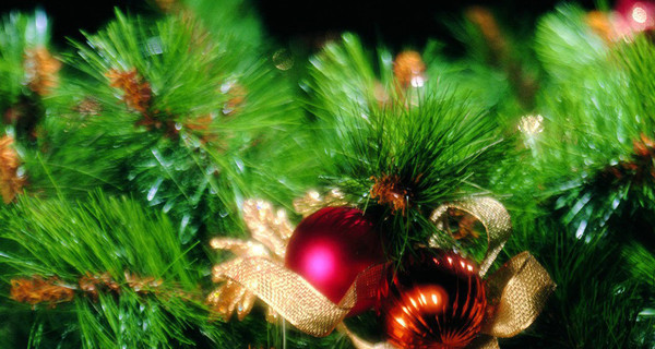 В Италии дети украли восьмиметровую рождественскую елку