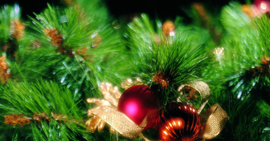 В Италии дети украли восьмиметровую рождественскую елку