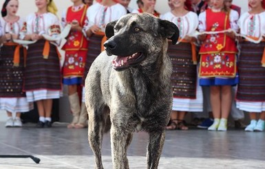 В Ужгороде погиб пес, которого все называли 