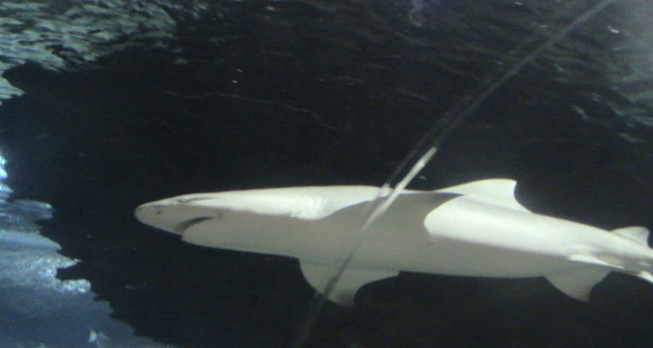 В Австралии серфера съела акула