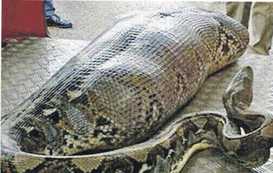 Пьяница выпил, питон закусил?