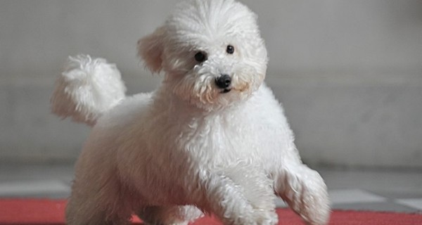 Пудель Сильвио Берлускони завел страницу на Facebook