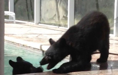 Три медведя залезли в дом к американке и искупались в ее бассейне