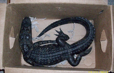 В США мужчина пытался обменять аллигатора на пиво