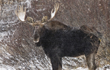 На Урале, попавшую в аварию девушку, поцеловал лось