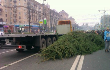 На Крещатик привезли живую елку