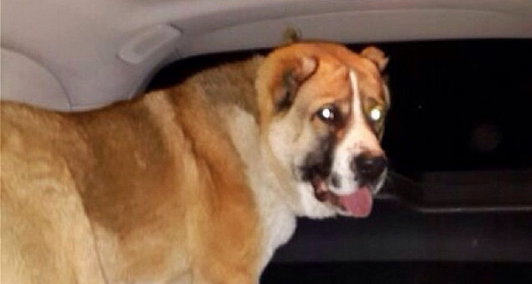 Пользователь Instagram нашел пропавшего пса Рамзана Кадырова 