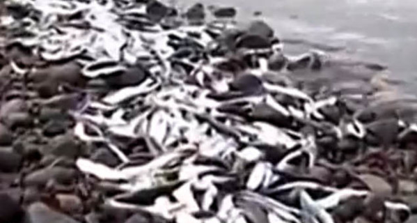 В Чили массово гибнет рыба