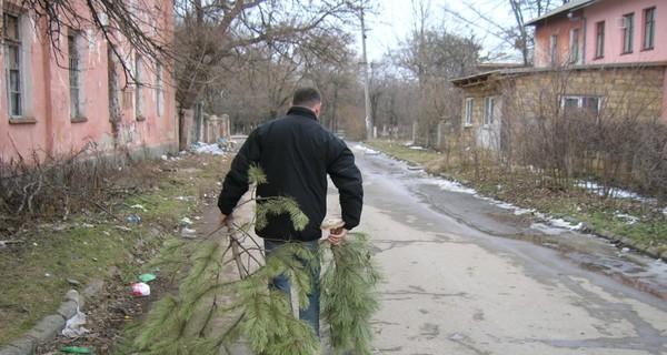 В Крыму нераспроданные новогодние елки просят сдавать в зоопарк