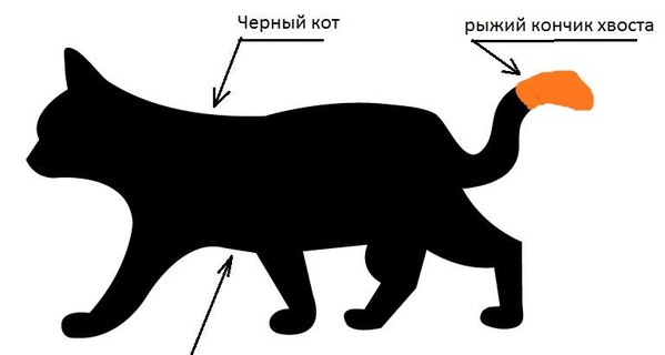 В Киеве целый район ищет потерявшегося кота