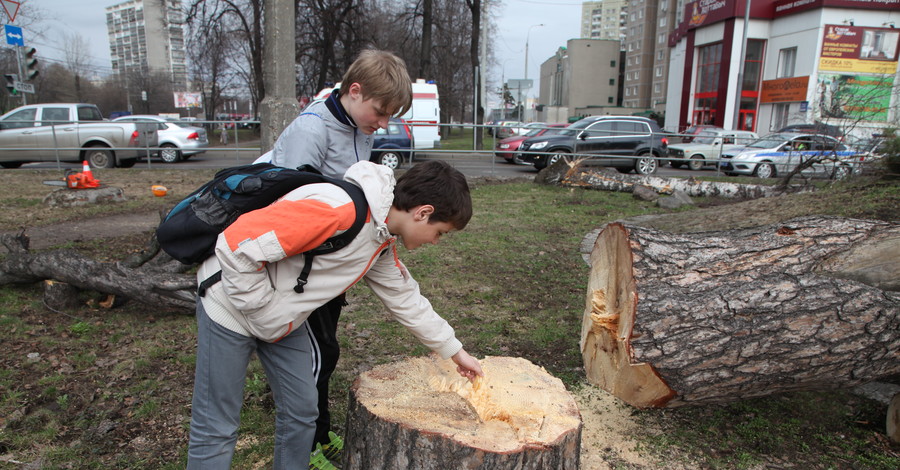 К весне в городе спилят тысячи деревьев