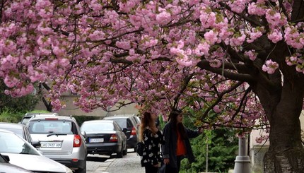 В Ужгороде зацвели сакуры