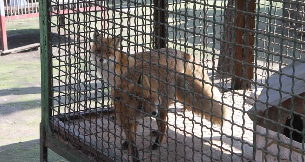 В области исчезают лисы, зато появились бобры