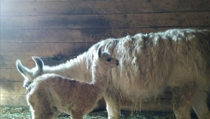 Мальвина родила зеленого малыша, капибару бросила мать, а папа-эму высидел страусят