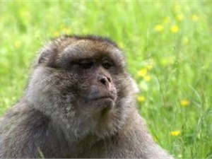 В Японии 800 человек пришли на похороны макаки