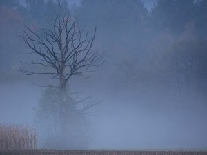 В ГАИ предупреждают о гололеде и тумане на дорогах