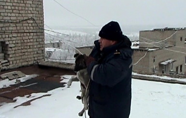 Пожарные сняли с крыши девятиэтажки бездомную дворнягу