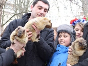 Львовскому сурку-предсказателю Мише ищут молодую замену