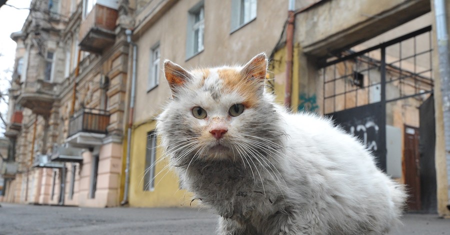 На дончан стали нападать агрессивные коты