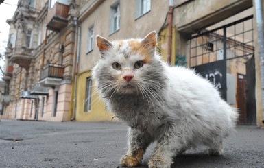 На дончан стали нападать агрессивные коты