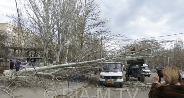 В Мелитополе тополь рухнул на маршрутку с пассажирами