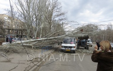 В Мелитополе тополь рухнул на маршрутку с пассажирами