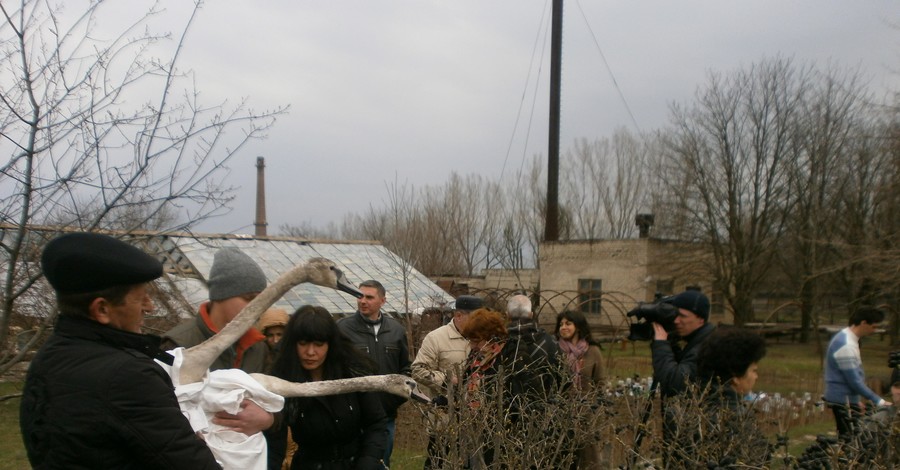 В Запорожской области лебеди настолько привыкли к детям, что не захотели улетать на свободу