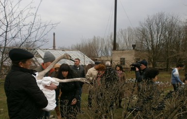 В Запорожской области лебеди настолько привыкли к детям, что не захотели улетать на свободу