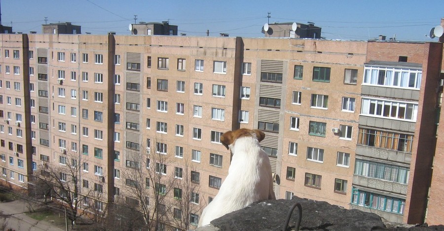 В Краматорске спасли пса-верхолаза