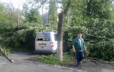 В Киеве дерево упало на автомобиль