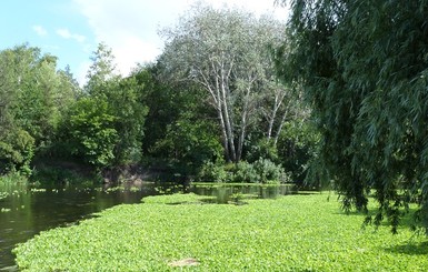 Северский Донец опять зарос африканскими водорослями