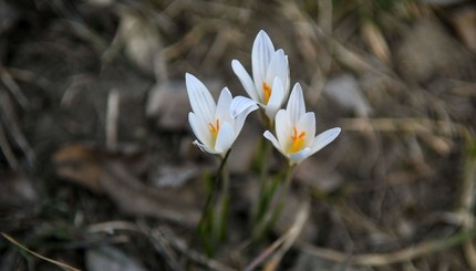 Крокусы в Запорожье